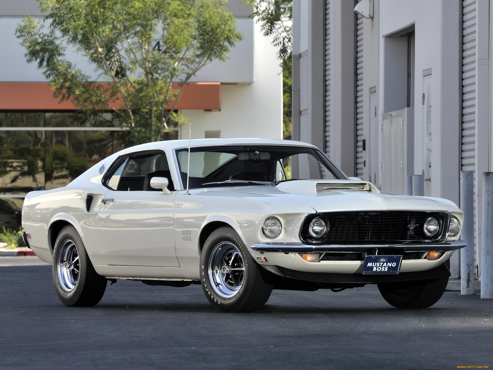 , mustang